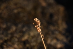 Camassia leichtlinii