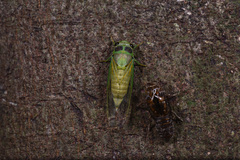 Vagitanus terminalis