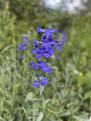 Penstemon cyananthus cyananthus