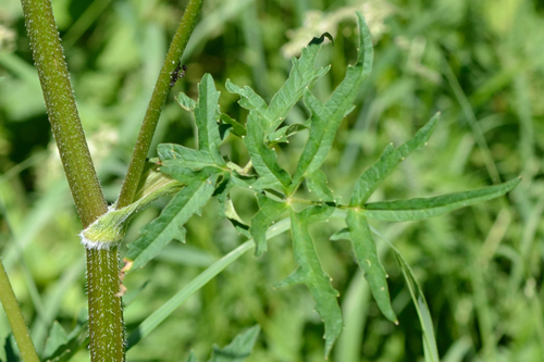 Sibirinis barštis nuotrauka