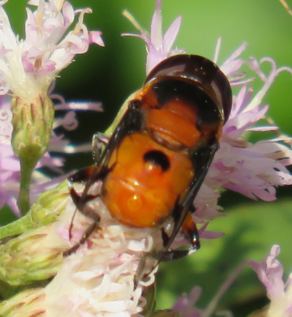 Phytomia kroeberi