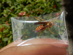 Polistes jokahamae