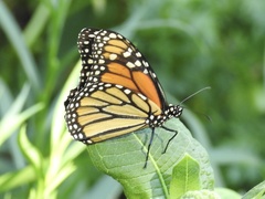 Danaus plexippus
