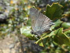 Satyrium tetra