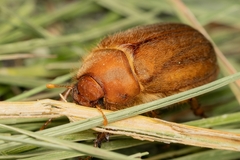 Rhizotrogus aestivus