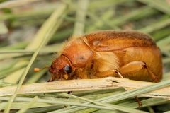 Rhizotrogus aestivus