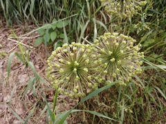 Allium jesdianum
