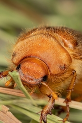 Rhizotrogus aestivus