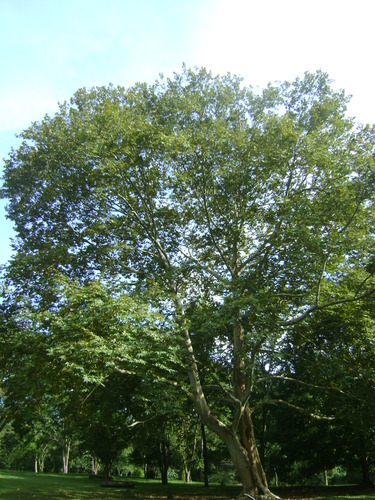 Image of Platanus mexicana by (c) Tereso Hernández Morales, some rights reserved (CC BY)