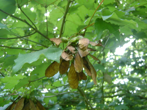 Image of Acer skutchii by (c) Tereso Hernández Morales, some rights reserved (CC BY)