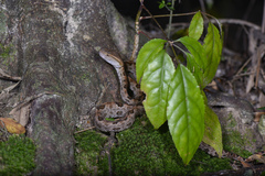 Protobothrops mucrosquamatus