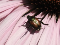 Popillia japonica