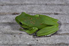 Zhangixalus dennysi