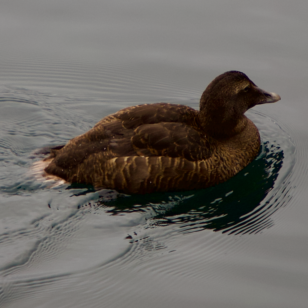 Faroese Eider