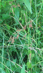 Anthephora pubescens