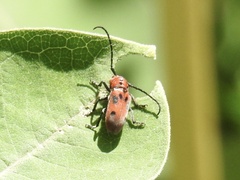 Tetraopes tetrophthalmus