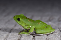 Zhangixalus dennysi
