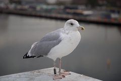 Larus argentatus