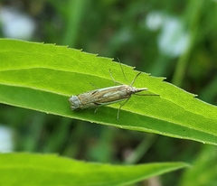 Crambus pratella