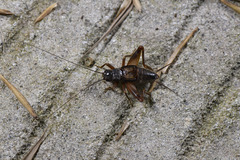 Duolandrevus dendrophilus