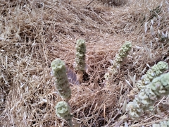 Angiospermae
