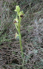 Ophrys × grampinii