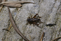 Duolandrevus dendrophilus