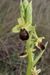Ophrys × grampinii