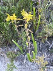 Bulbine alooides
