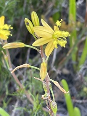 Bulbine alooides