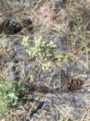 Antennaria argentea
