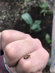 Isotes multipunctata