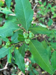 Ditrysinia fruticosa