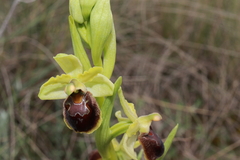 Ophrys × grampinii