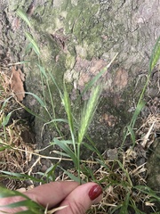 Hordeum murinum