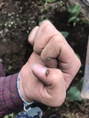 Isotes multipunctata