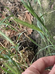 Hordeum murinum