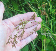 Anthephora pubescens