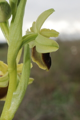 Ophrys × grampinii