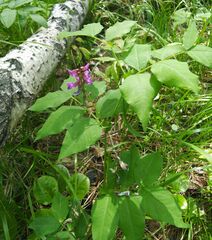 Vicia venosa