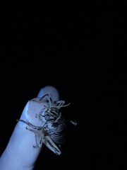 Cyphoderris