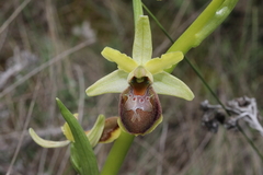 Ophrys × grampinii
