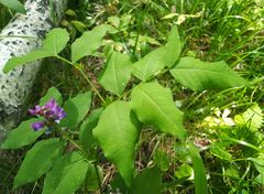 Vicia venosa