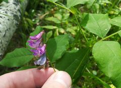 Vicia venosa
