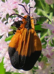 Lycus melanurus