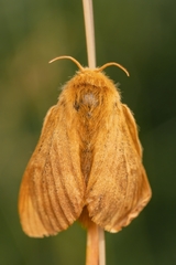 Malacosoma alpicolum