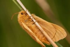 Malacosoma alpicolum