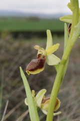 Ophrys × grampinii