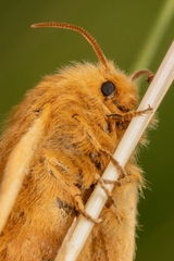 Malacosoma alpicolum