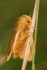 Malacosoma alpicolum
